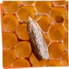 Moth control	